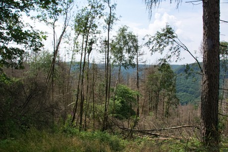 Detmold
