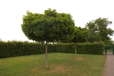 Dom-Esch