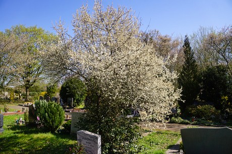 Dransdorf