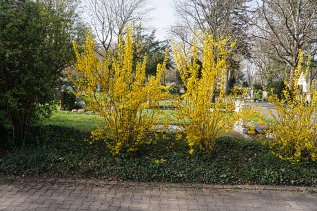 Duisdorf