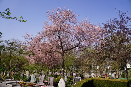 Duisdorf