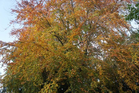 dabringhausen