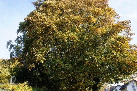 dabringhausen
