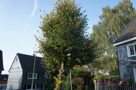 dabringhausen