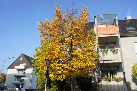 dabringhausen