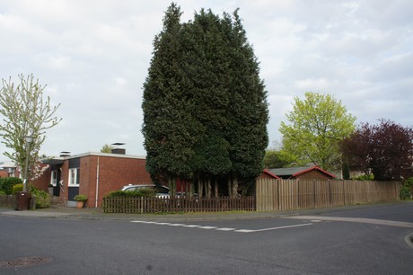 dansweiler