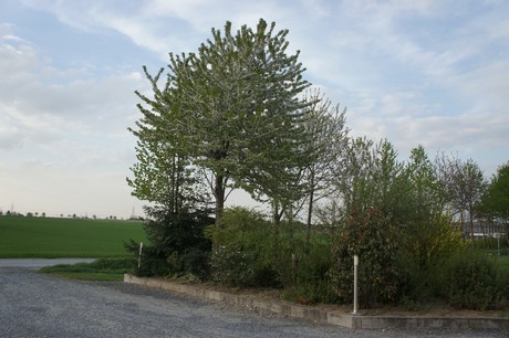 dansweiler