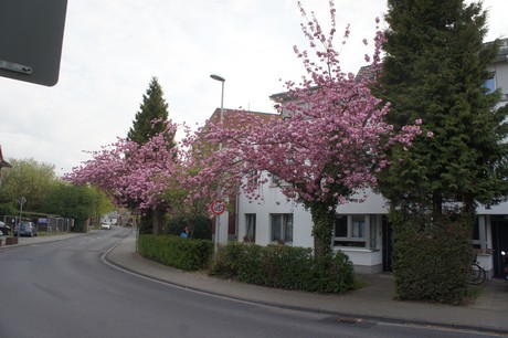 dansweiler