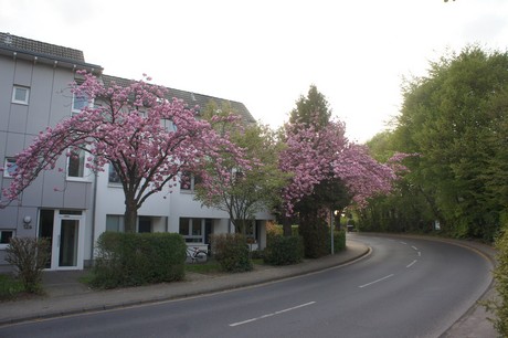 dansweiler