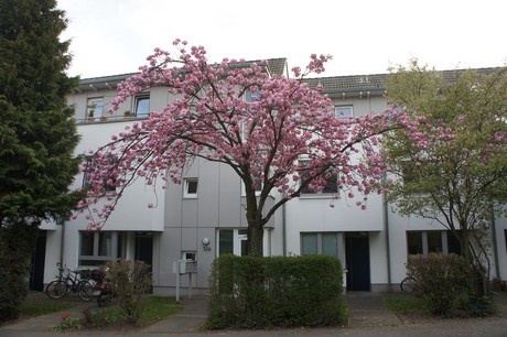 dansweiler