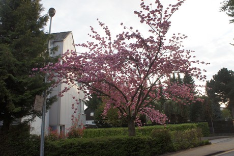 dansweiler