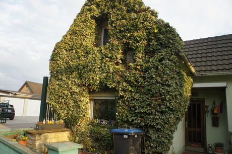 dansweiler
