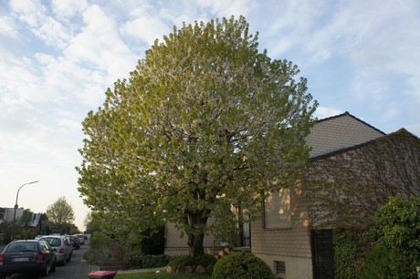 dansweiler