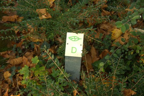 dueren