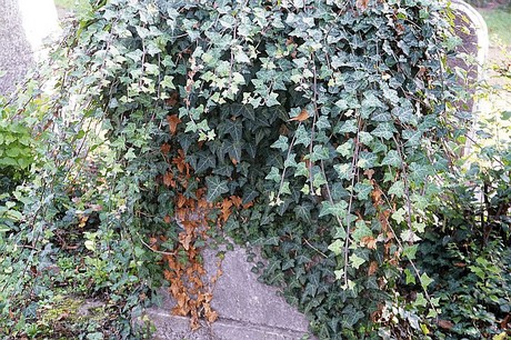 dueren