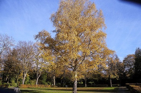 dueren