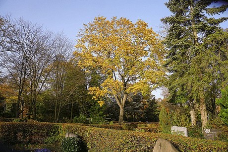 dueren