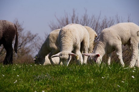 Eckwarderhoerne