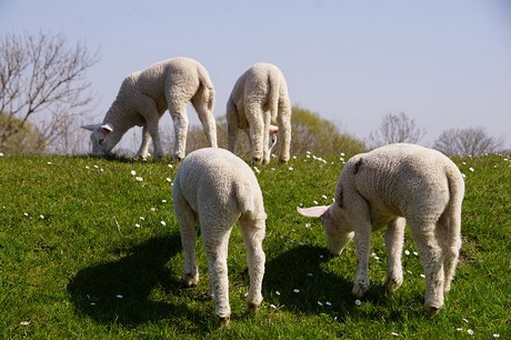 Eckwarderhoerne
