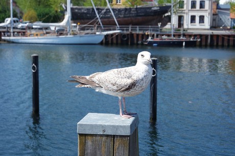 eckernfoerde