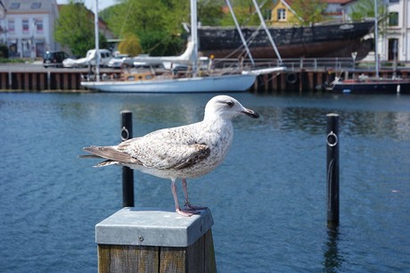 eckernfoerde