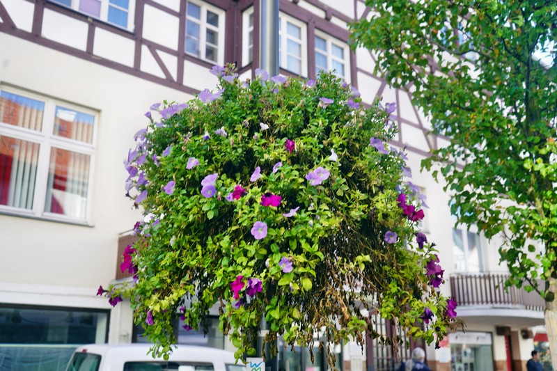 Frankenberg