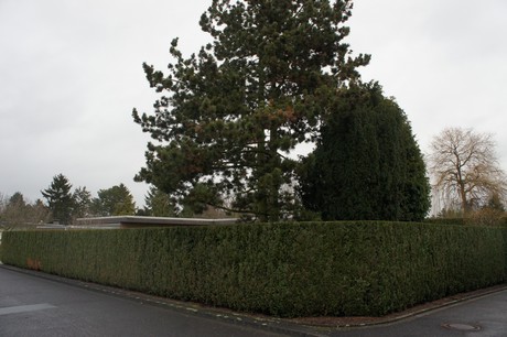 friesheim