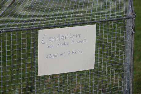 Friesheim