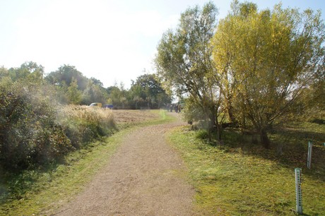 Friesheim