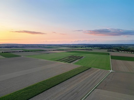 friesheim
