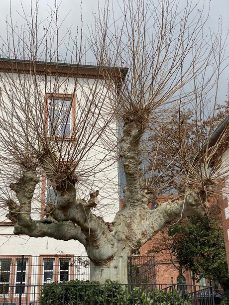 Gelnhausen