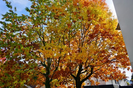 Gladenbach