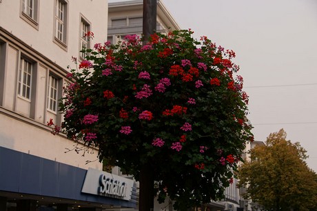 Hagen