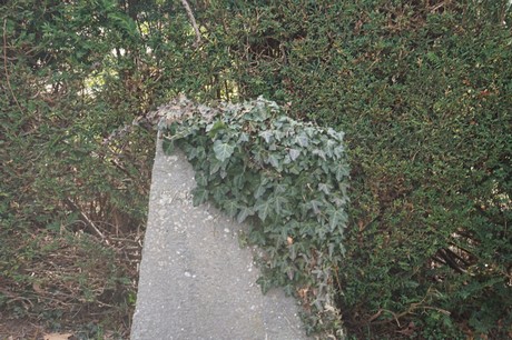 Hangelar