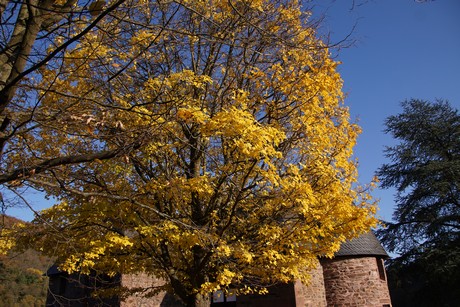heimbach