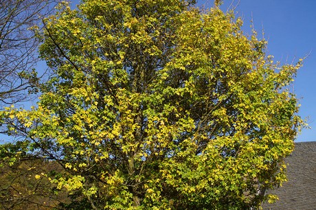 heimbach