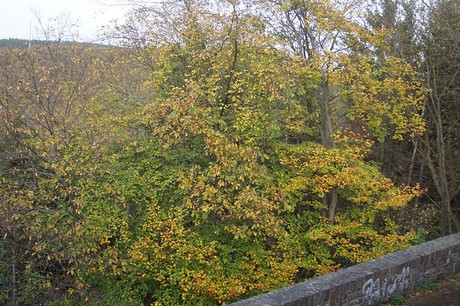 heimbach