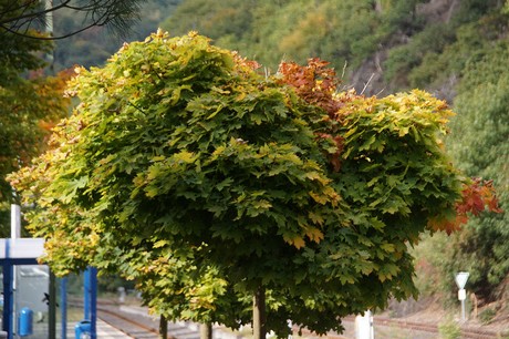 heimbach