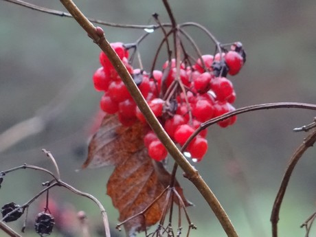 November