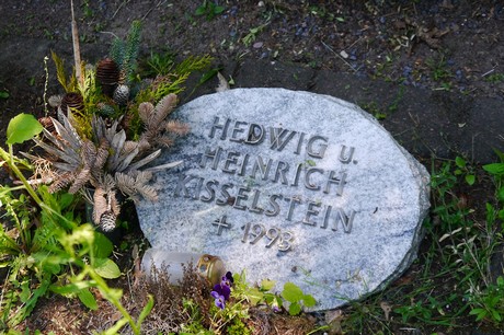 Hoholz