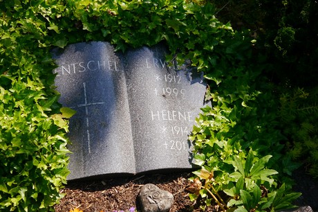 Hoholz