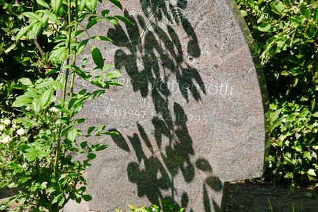 Hoholz
