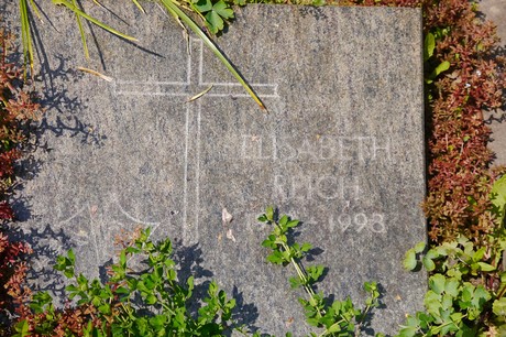 Hoholz