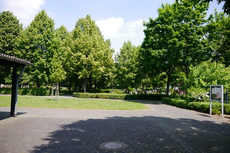 Hoholz