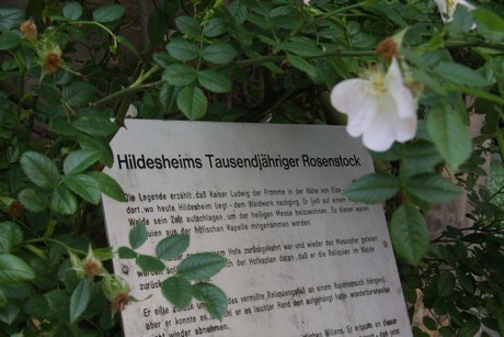 hildesheim-dom