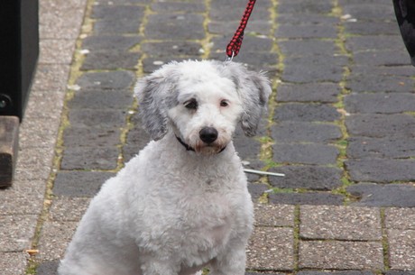 hueckeswagen