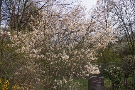 Ippendorf