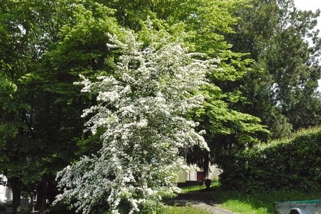 Kessenich