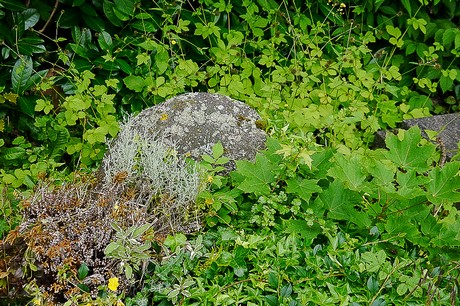 Kommern