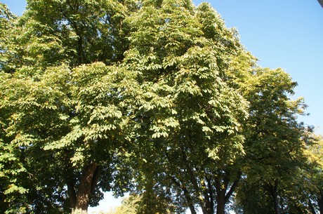 Kaldenkirchen